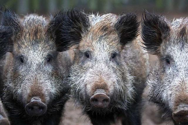 Suchhunde lernen in Denzlingen die Schweinepest zu erschnüffeln