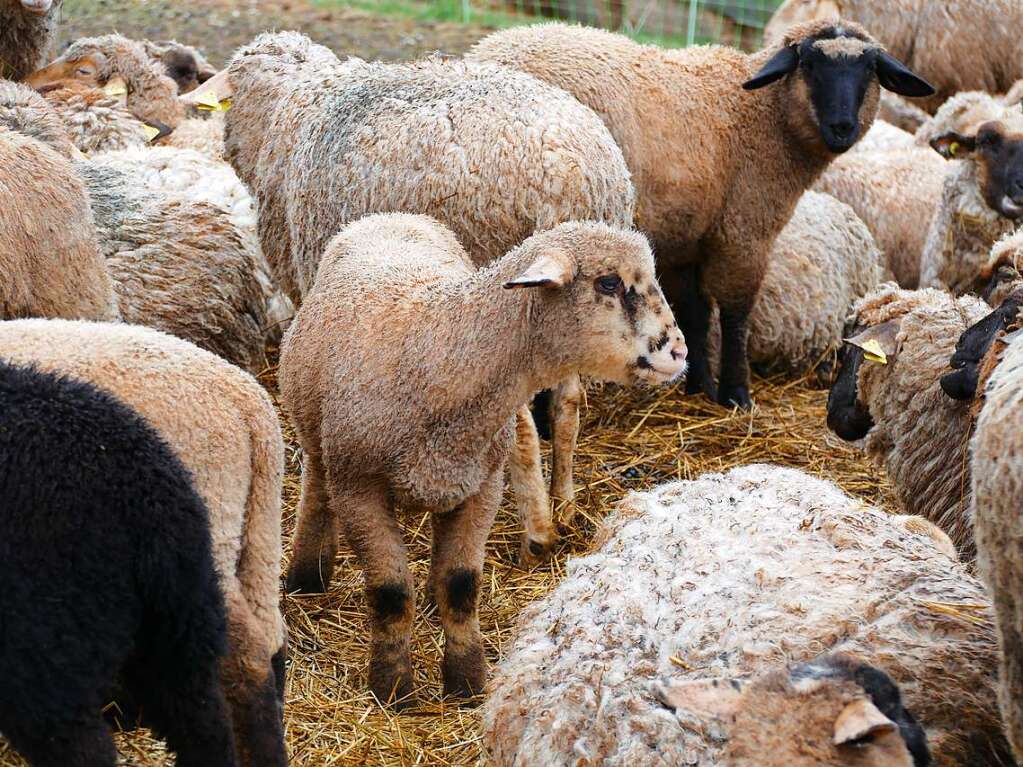 Schafe hautnah: Das ist auf dem Bruderhof mglich.