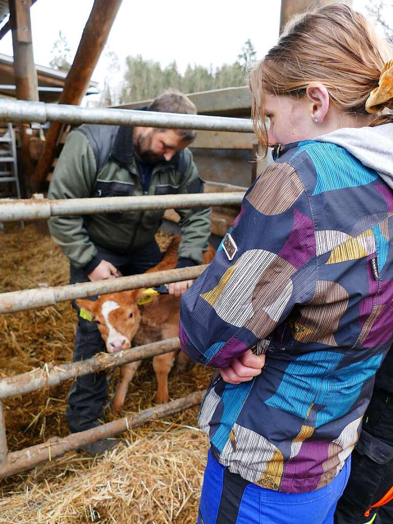 Ohrmarken fr das Klbchen: Markus Binninger vom Bruderhof erklrt den Kindern, was es damit auf sich hat.