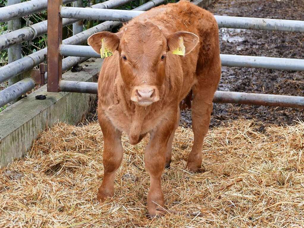 Die Besucher auf dem Biohof Zengel werden neugierig beobachtet.