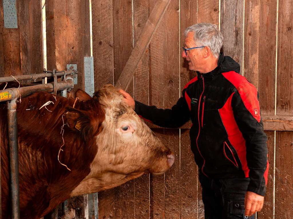 Beim Bauern ist der Bulle zutraulich, bei Fremden eher skeptisch.