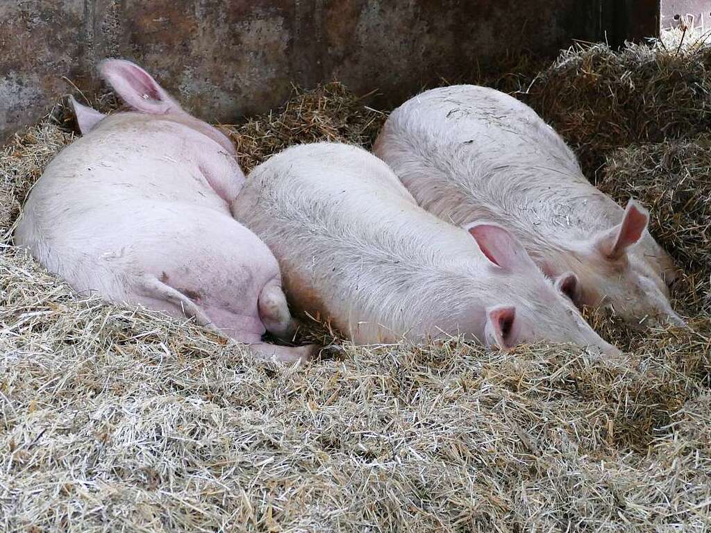 Sauwohl fhlen sich die Schweine auf dem Zengel-Hof.