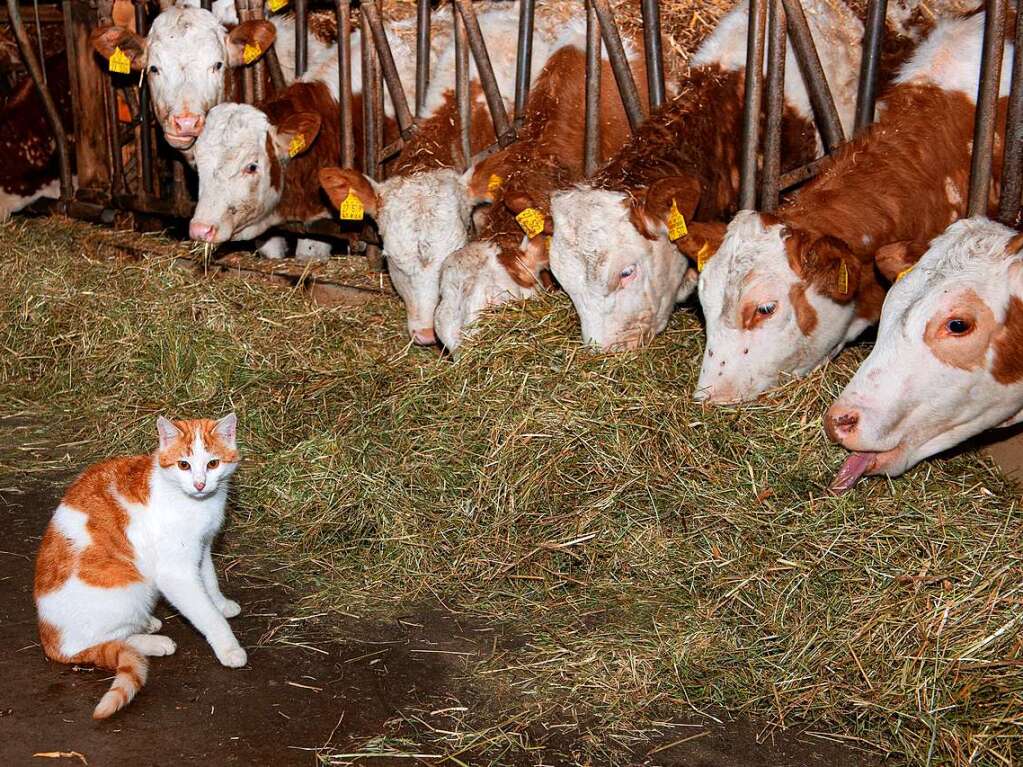 Auch die Katze fhlt sich wohl im Stall.