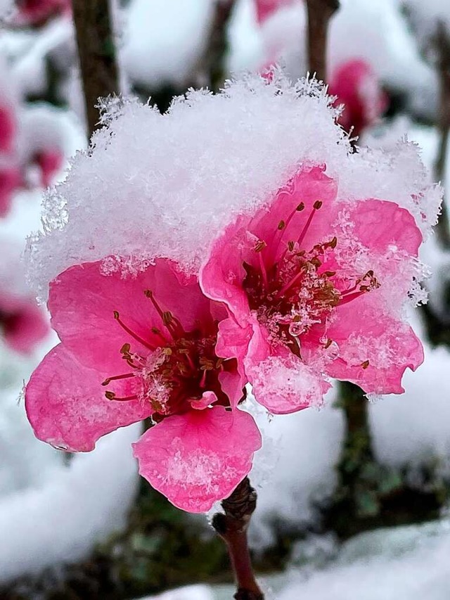 Schneehubchen fr die Blten in Staufen  | Foto: Harriet Huber