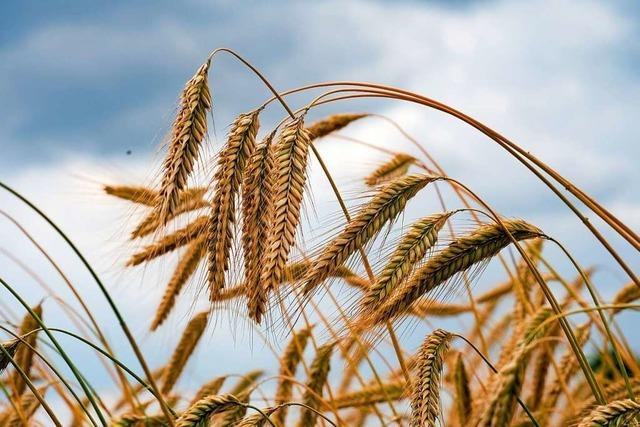 Breisacher Landwirte sehen keine Chance für mehr Weizenfelder
