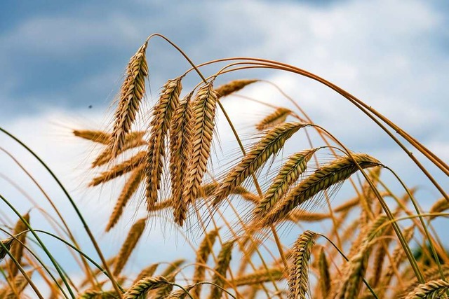 Viele Landwirte setzen auf ertragsstar... ist und  im Sommer zur Ernte ansteht.  | Foto: Jens Kalaene (dpa)