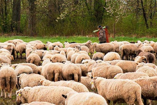 Sturm wirft trächtiges Schaf bei Eichstetten um – Feuerwehreinsatz