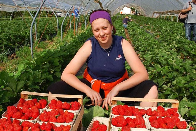 Durch den Mindestlohn auch fr auslnd... Erdbeeranbau um 5000 Euro pro Hektar.  | Foto: Rderer Hubert