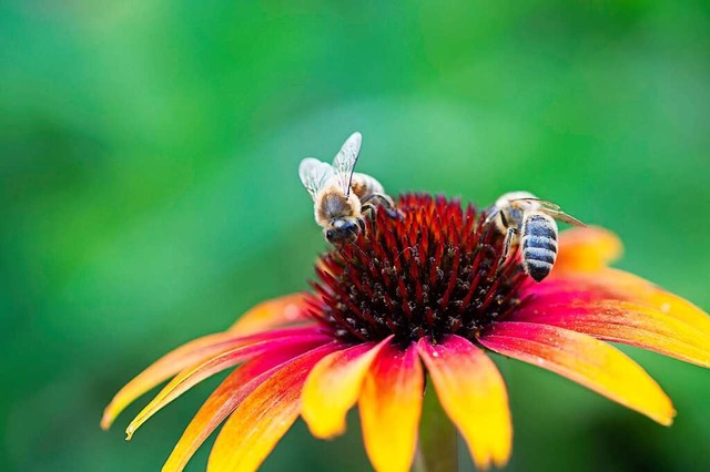Die badischen Imker halten insgesamt knapp 80000 Bienenvlker.  | Foto: Volker Mnch
