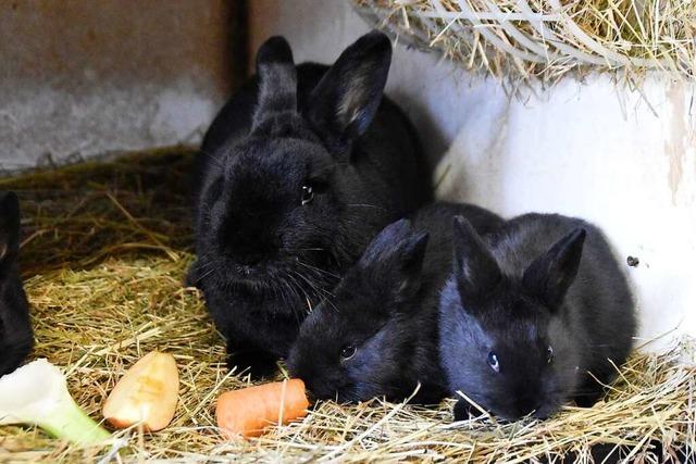 Warum der Vorsitzende des Kleintierzuchtvereins Wyhlen manchmal ein Kaninchen schlachtet