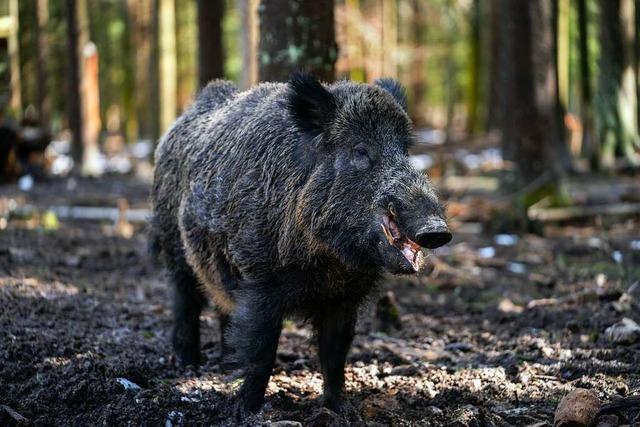 Oberfrnkisches Wildschwein 