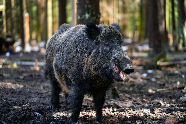 &#8222;Putin&#8220; heit jetzt &#8222;Eberhofer&#8220;.  | Foto: Nicolas Armer (dpa)