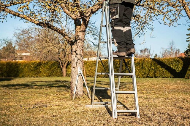 Soll der Baum umziehen, beginnt man am...n mit einem Wurzel- und Kronenschnitt.  | Foto: Christin Klose (dpa)