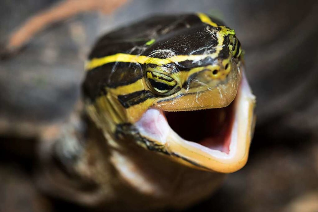 Die Gelbwangenschildkröte fühlt sich a...t das aber nicht und ruft die Polizei.  | Foto: ttshutter  (stock.adobe.com)