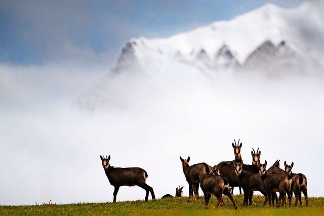 Im vergangenen Winter gab es im Sden der Schweiz nur wenig Schnee.  | Foto: Gian Ehrenzeller (dpa)