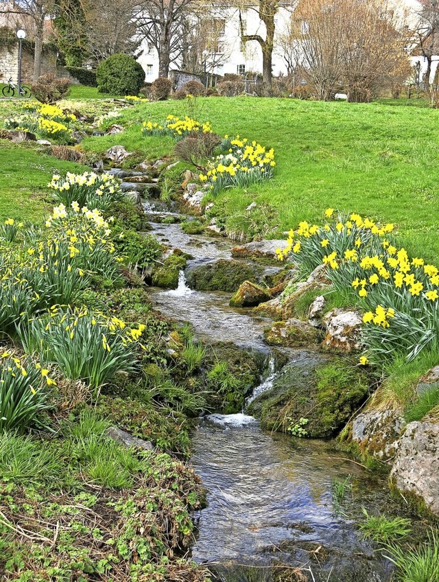 Der Japanische Garten gehrt zu den At...achlauf gesumt mit gelben Narzissen.   | Foto: Erhard Morath