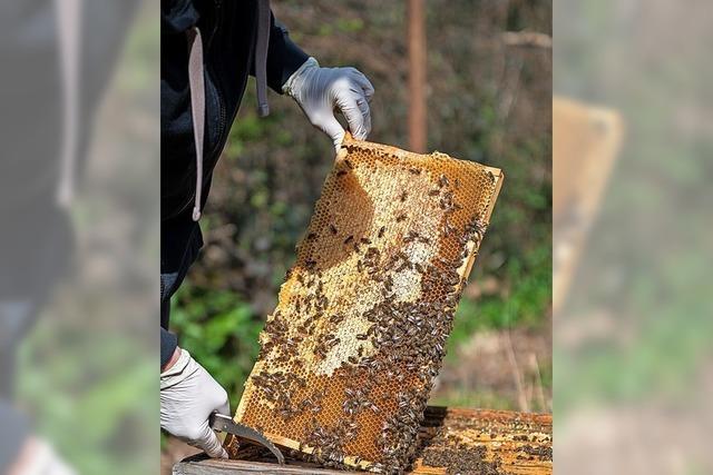2021 war vom Klima her kein gutes Jahr für Bienen