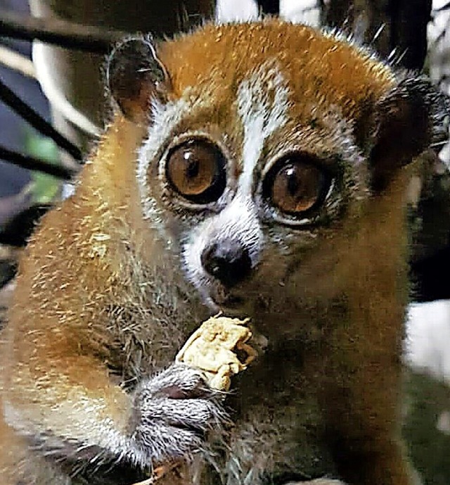   | Foto: Zoo Leipzig (dpa)