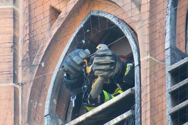 Lahrer Feuerwehr befreit Turmfalken aus Drahtnetz an der Stiftskirche