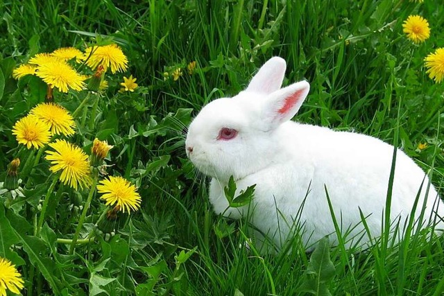 Ein Osterhase spaziert durch eine Frhlingswiese.  | Foto: Gerda Oswald