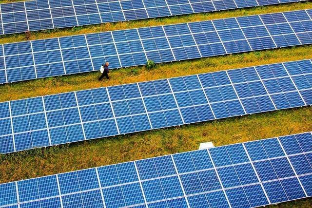 Der Solarpark in Fröhnd soll auch Viehweiden beinhalten