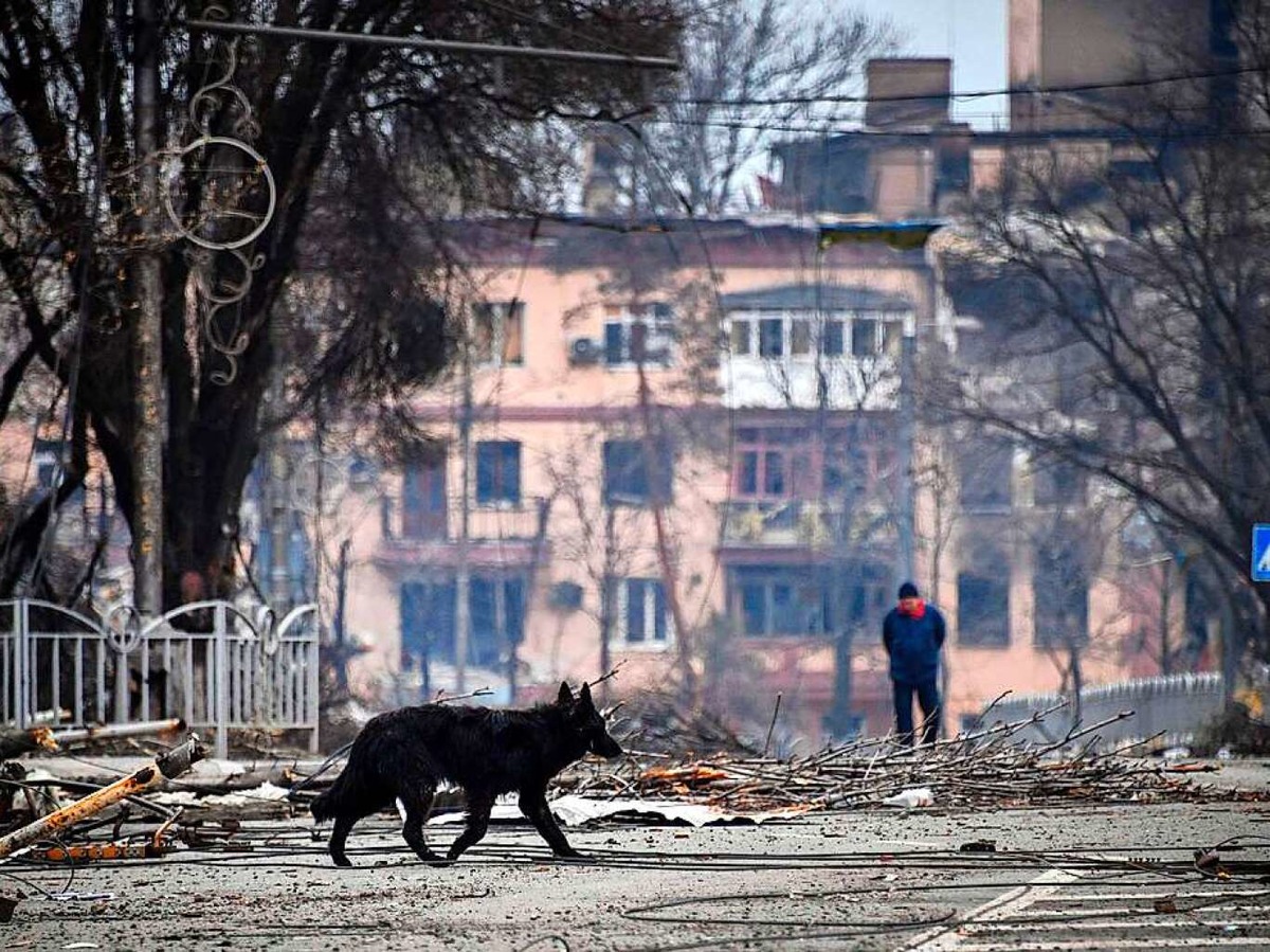 Ein Hund berquert eine Strae in Mariupol.