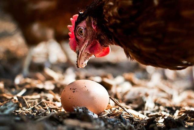 Können Landwirte für Ostern die Eier-Produktion ihrer Hühner ankurbeln?