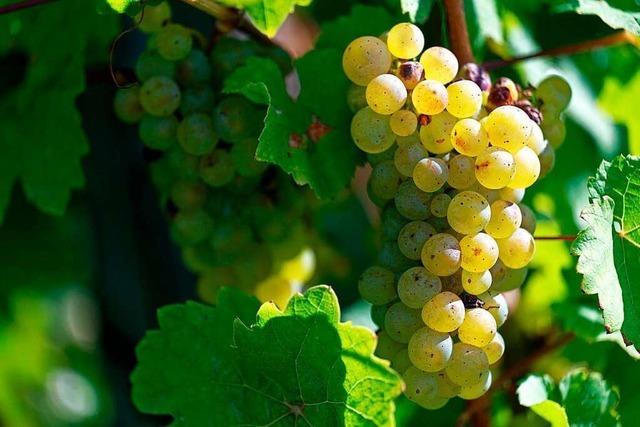 Weinbauverbände fordern ein Umdenken beim Biowein