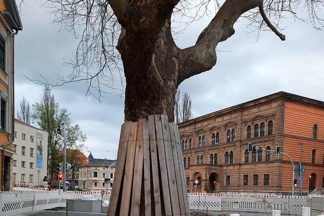 Die Stadt Weil am Rhein will Bäume an Baustellen besser schützen