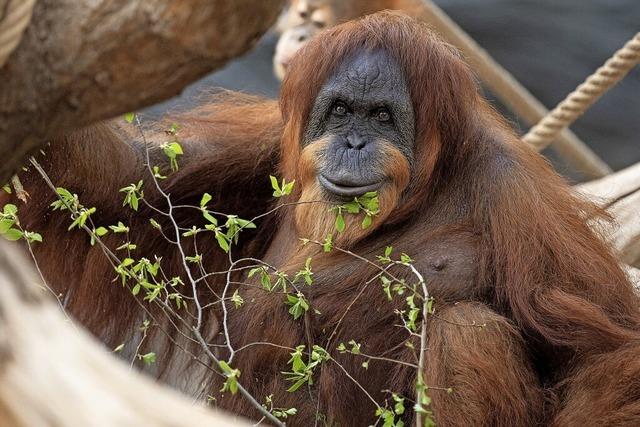 Die wohl älteste Orang-Utan-Dame wird 61 Jahre alt