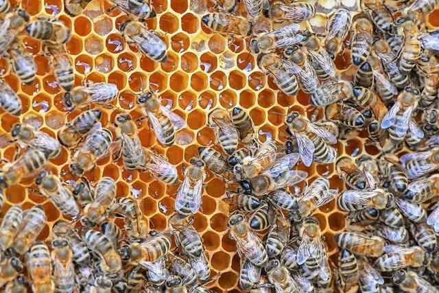 Unbekannter Täter stiehlt Bienenvolk