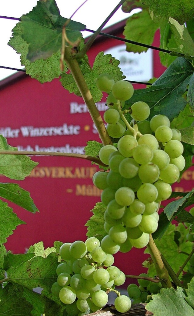 Die Erste Markgrfler Winzergenossensc...rukturierungen scheinen nun zu wirken.  | Foto: Dorothee Philipp