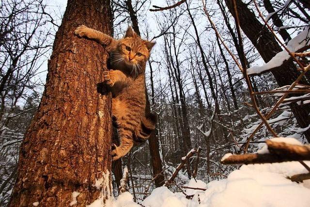 Wie sich Wildkatzen auch im Kreis Breisgau-Hochschwarzwald ihren Lebensraum zurckerobern