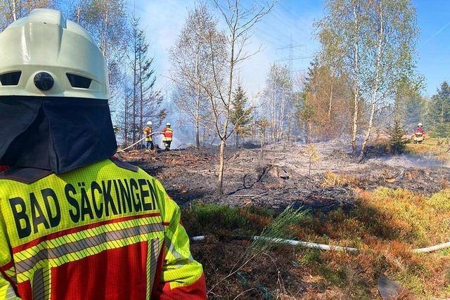 Wieder Brände im Rippolinger Wald – Polizei vermutet Brandstiftung