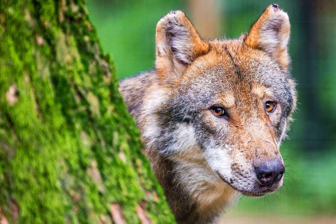 In Münstertal haben Landwirte diskutiert, wie sie mit dem Wolf umgehen sollen.  | Foto: Lino Mirgeler (dpa)