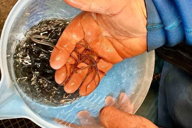 65 Kilogramm Glasaale kommen von Ettenheim in Gewässer ins ganze Land