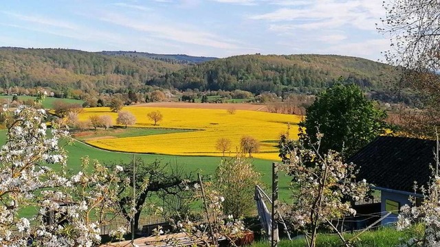 Rapsfeld  | Foto: Gerhard Gleichert