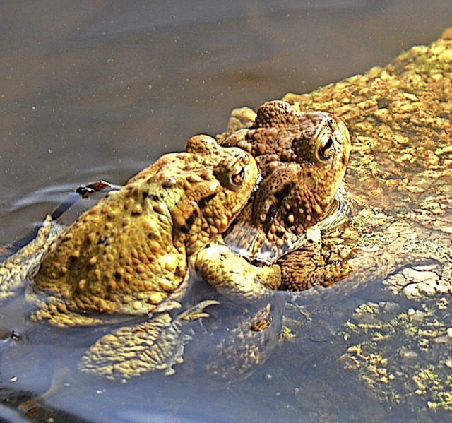 Frhlingsgefhle bei den Erdkrten  im Schlchtsee  | Foto: Friedbert Zapf