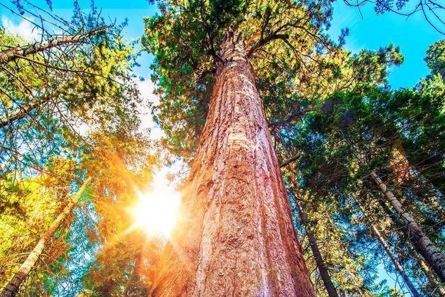 Sieben Rekord-Bäume: Wo steht der höchste Baum der Welt?