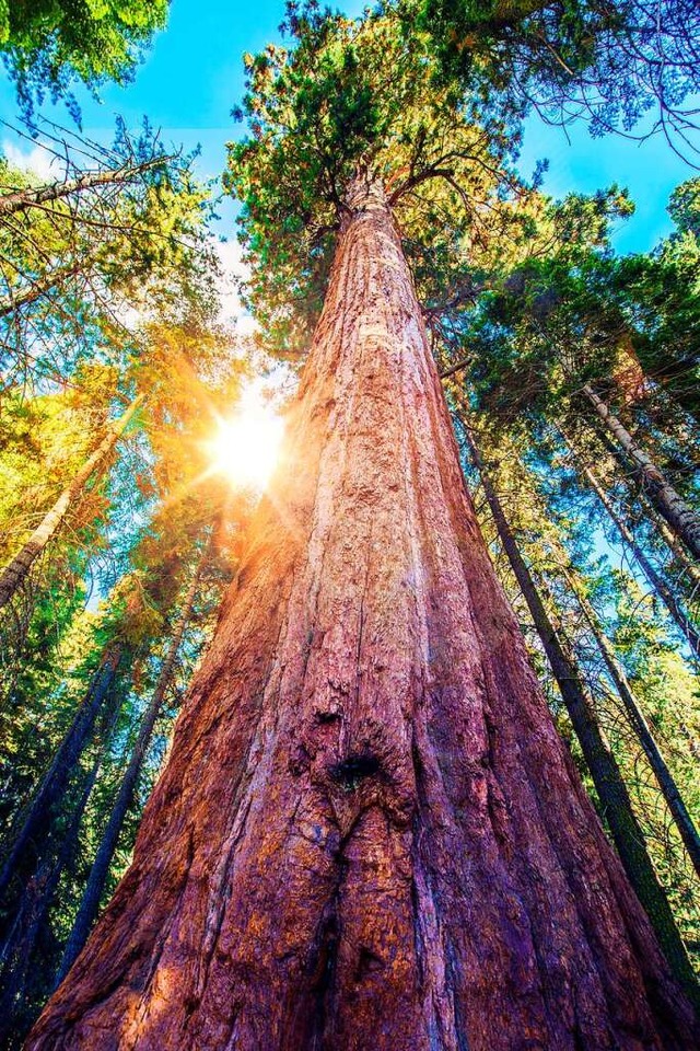 Der hchste Baum der Welt ist ein Kstenmammutbaum in Kalifornien.  | Foto: Tomasz Zajda  (stock.adobe.com)