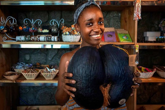 Eine Coco de Mer &#8211; oder auch Dop... mehr als 20 Kilogramm Gewicht kommen.  | Foto: Sergi Reboredo (dpa)