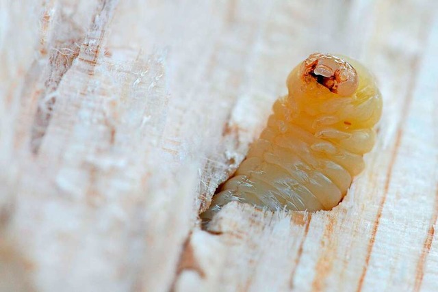 Holzwurm  | Foto: Carola Schubbel (Stock.Adobe.com)