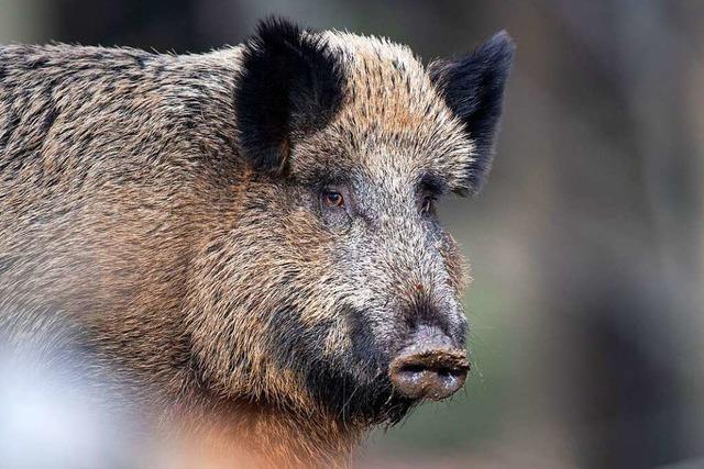 Schlachtabflle im Breisacher Rheinwald schren Angst vor Schweinepest