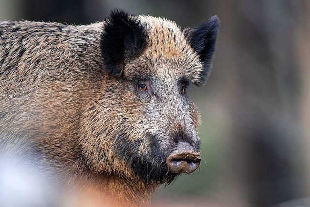 Wildschweine fressen so gut wie alles....rankheit auf  Hausschweine bertragen.  | Foto: Lino Mirgeler (dpa)