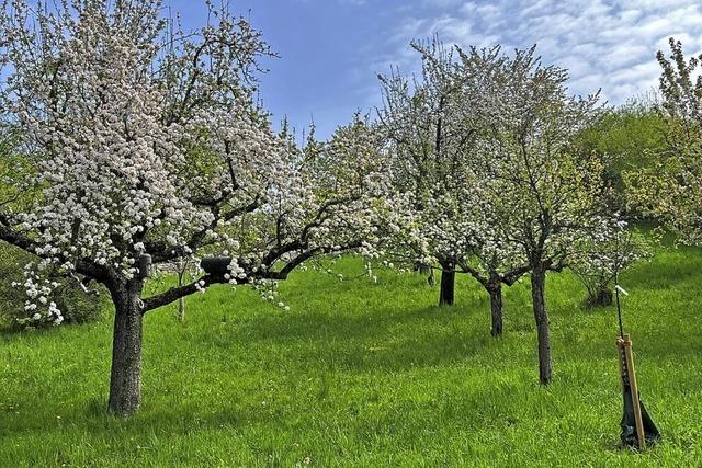 Was Streuobstwiesen wert sind