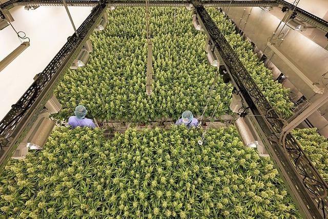 Deutscher Cannabis-Hersteller hofft aufs groe Geschft