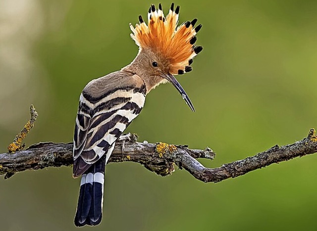 Vogel des Jahres: der Wiedehopf  | Foto: Paul Glser