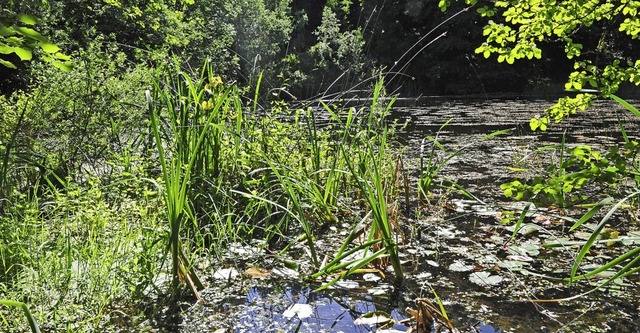 Biotope sind kologisch wichtig.  | Foto: Karl Braun           