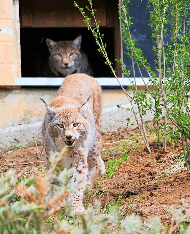 Gimli tigert durch das Gehege, Bruder Frodo (hinten) guckt zu.  | Foto: Schwarzwaldzoo