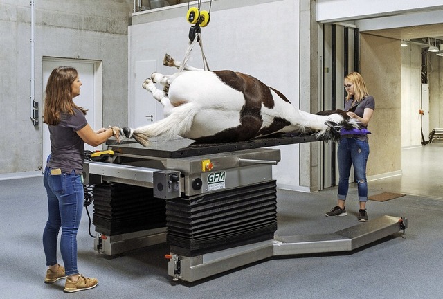 Ein Pferd wird nach der Strahlentherap...n,  um es in die Aufwachbox zu fahren.  | Foto: Michael Krosny